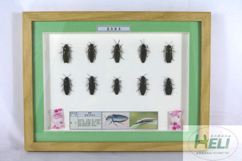 農業害蟲-叩甲標本
