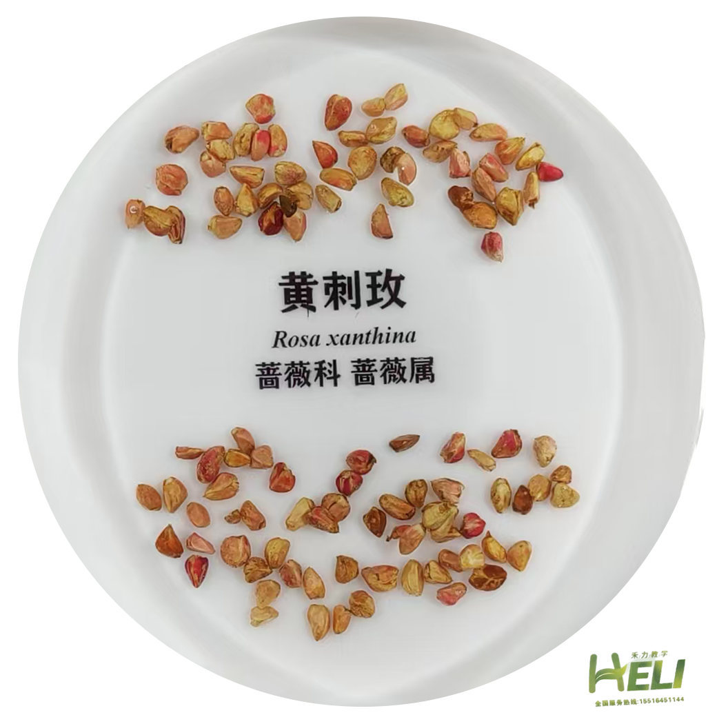 包埋標本  黃刺玫