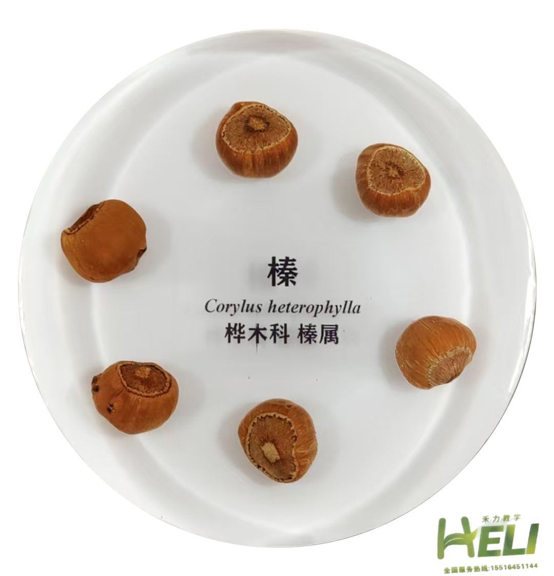 包埋標本   榛