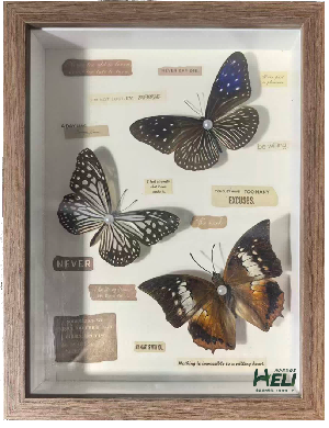蝴蝶自然藝術裝飾畫 標本展覽