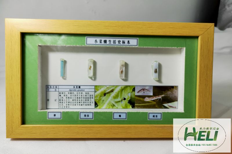 農業害蟲生活史小菜蛾 - 副本